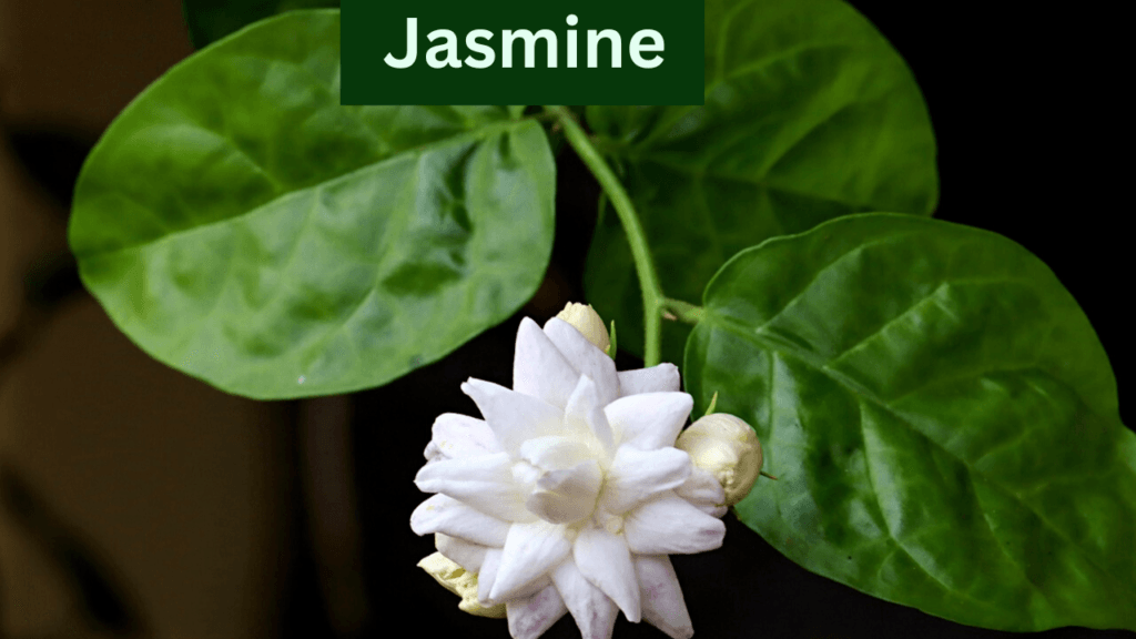 jasmine (mogra)