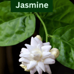 jasmine (mogra)