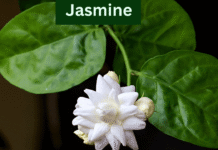 jasmine (mogra)