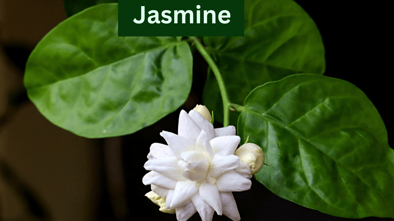 jasmine (mogra)