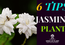 jasmine plant