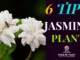 jasmine plant