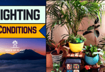 lighting conditions thumbnail (1)