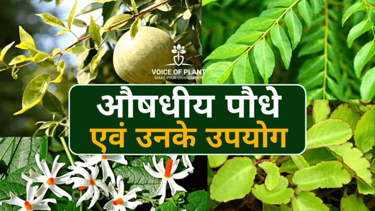 औषधीय पौधे एवं उनके उपयोग: Part II - Voice of Plant
