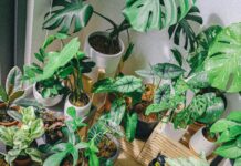 indoor plants