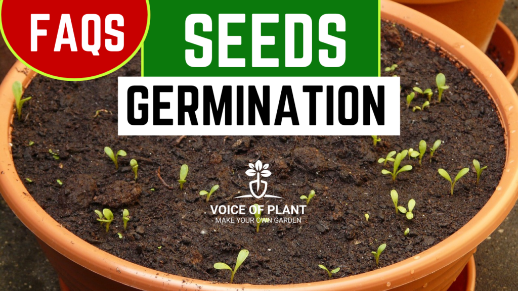 seeds germination FAQs