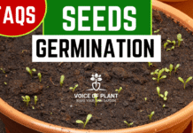 seeds germination FAQs