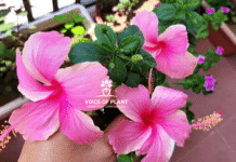 Hibiscus in pot