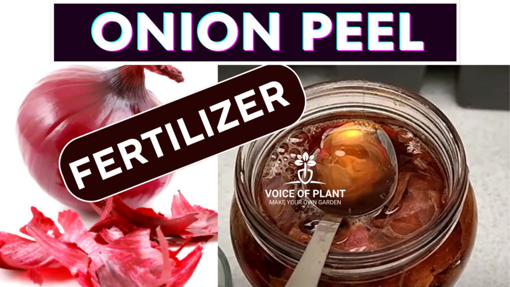 Onion peel fertilizer