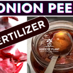 Onion peel fertilizer