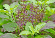 tulsi plant