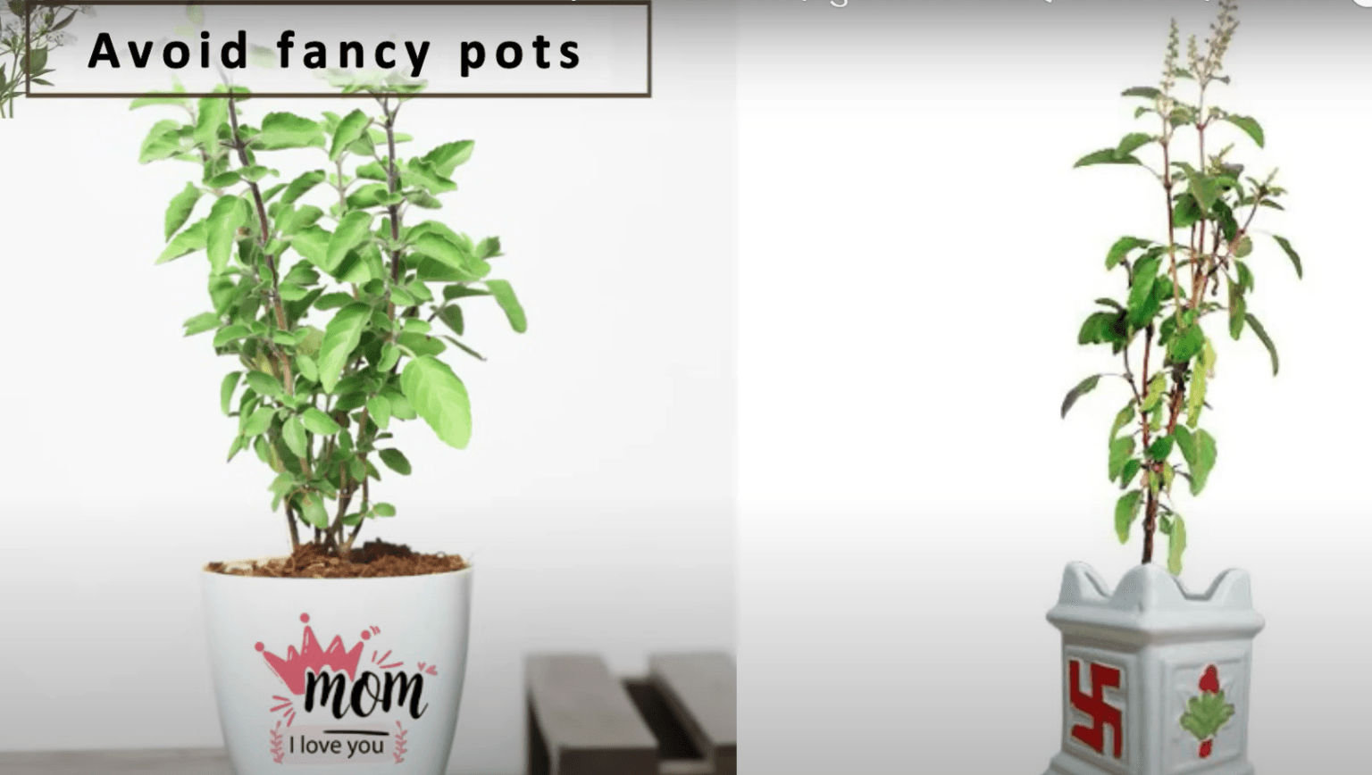 Tulsi Plant Care in Winter Season 10 Tips Voice of Plant