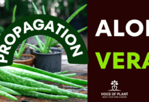 aloe vera propagation
