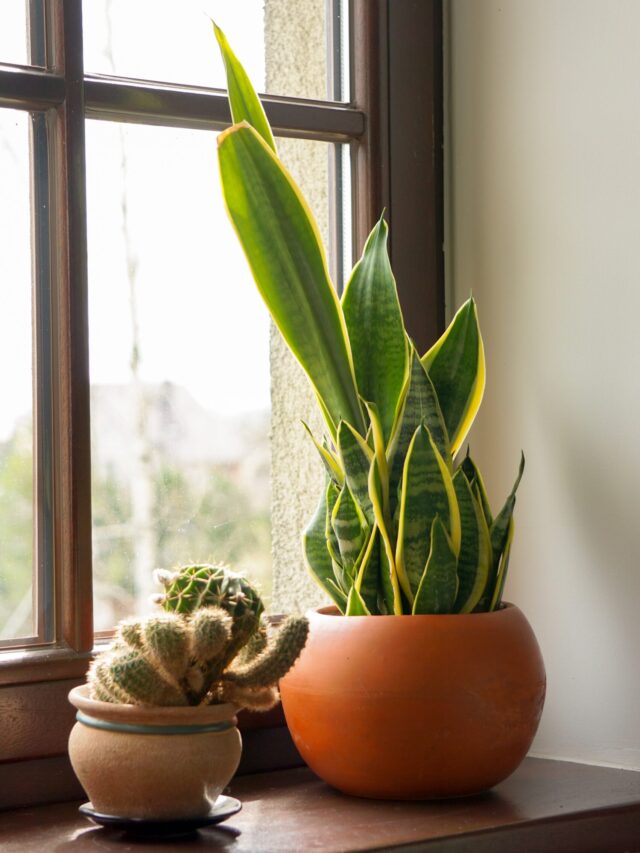 How to revive a rotted Snake Plant?