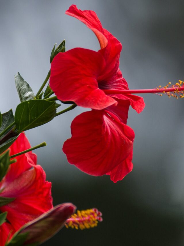 Why Planting Hibiscus at Home Can Be Beneficial?