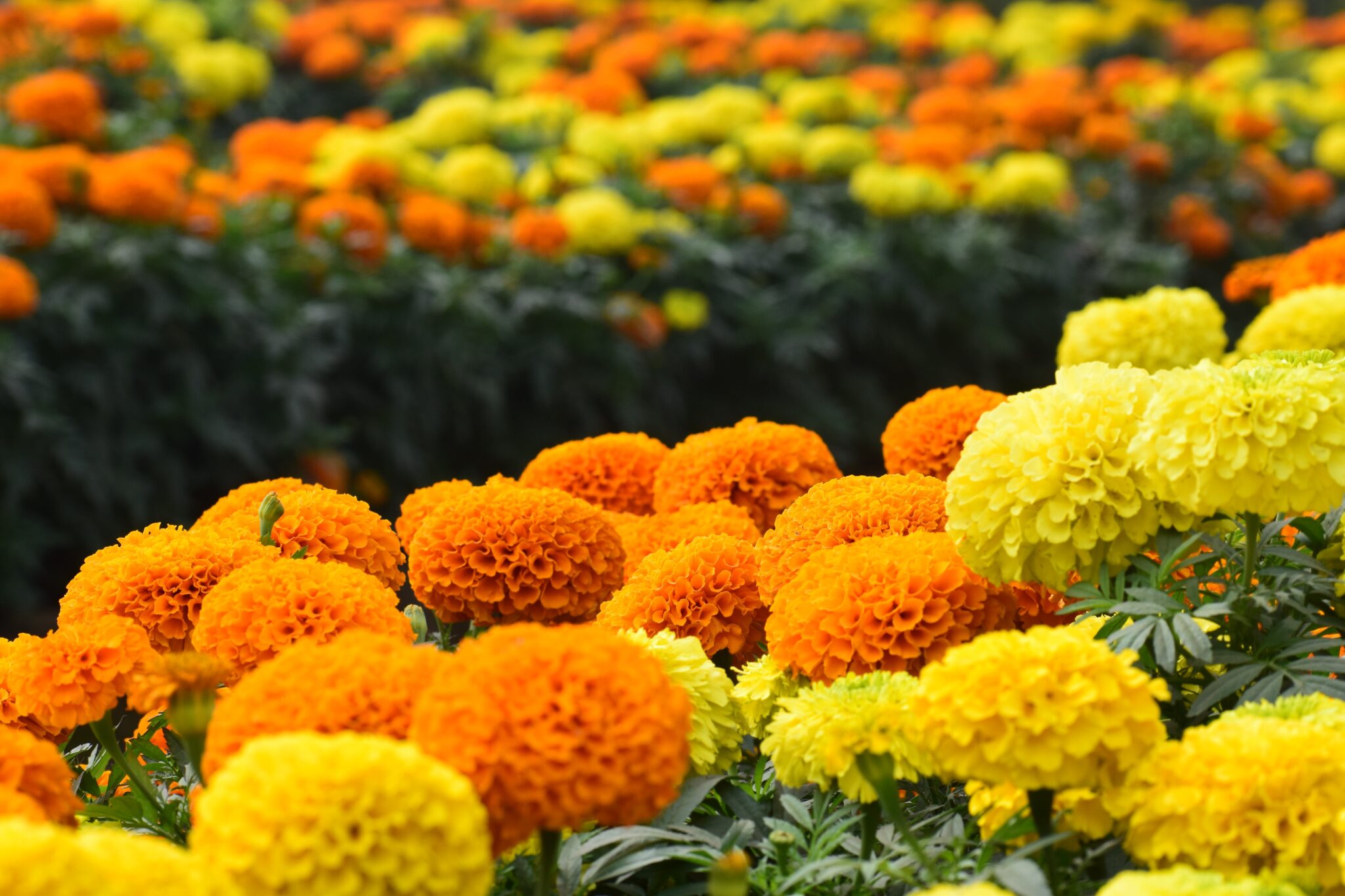 marigold flowers