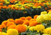 marigold flowers