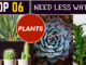 top 6 less water requirements plants (2)