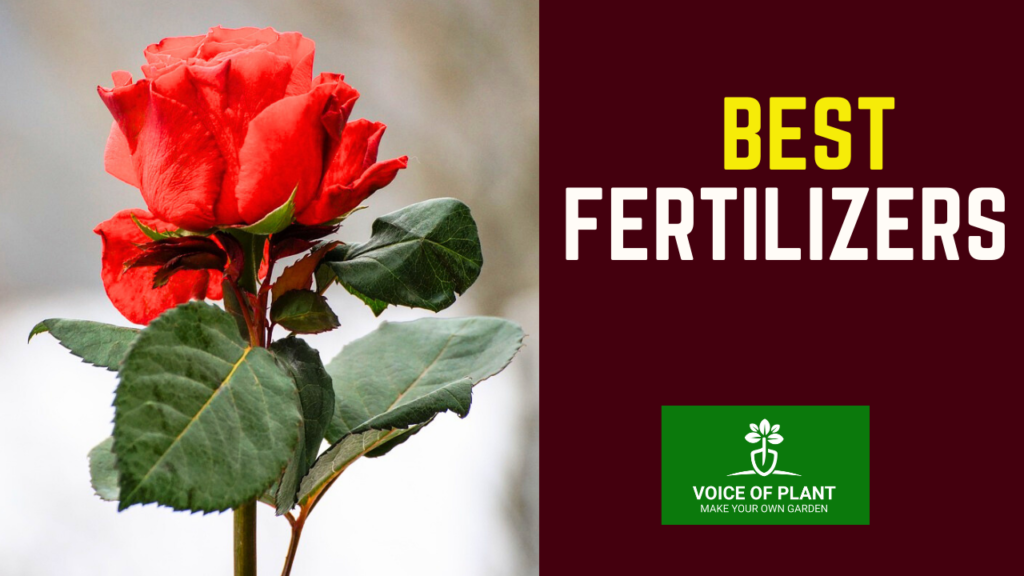 Best fertilizer for rose plant