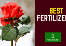 Best fertilizer for rose plant