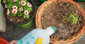 Fungicide treatment on Vinca plant
