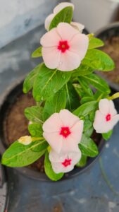 Hybrid Vinca