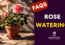 FAQs rose watering