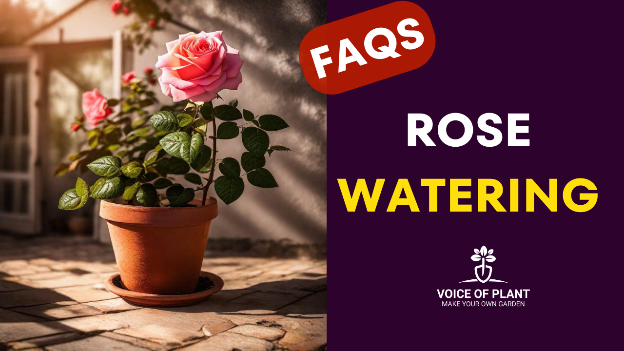 FAQs rose watering
