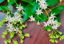 Night Blooming Jasmine (Harshringar) Plant complete care