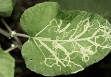 leaf miner