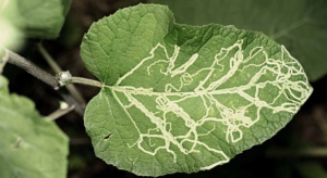 leaf miner