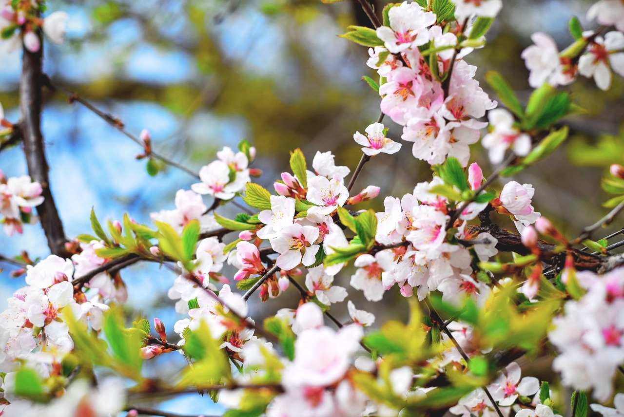 cherry-blossoms