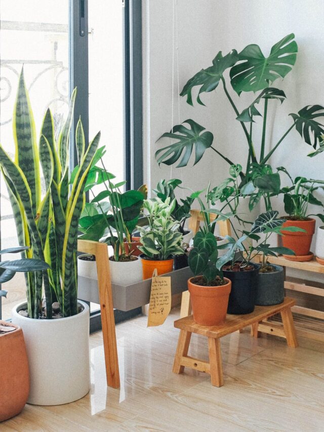 Top 5 Indoor Plants