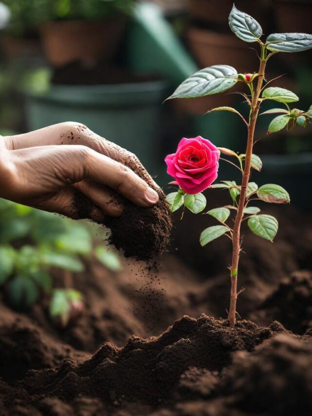 How Organic Rich Soil Boost Rose Plant Growth?