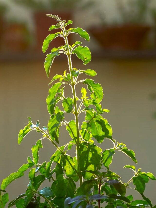 Benefits of Tulsi Plant (Holy Basil)
