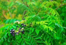 curry leaves