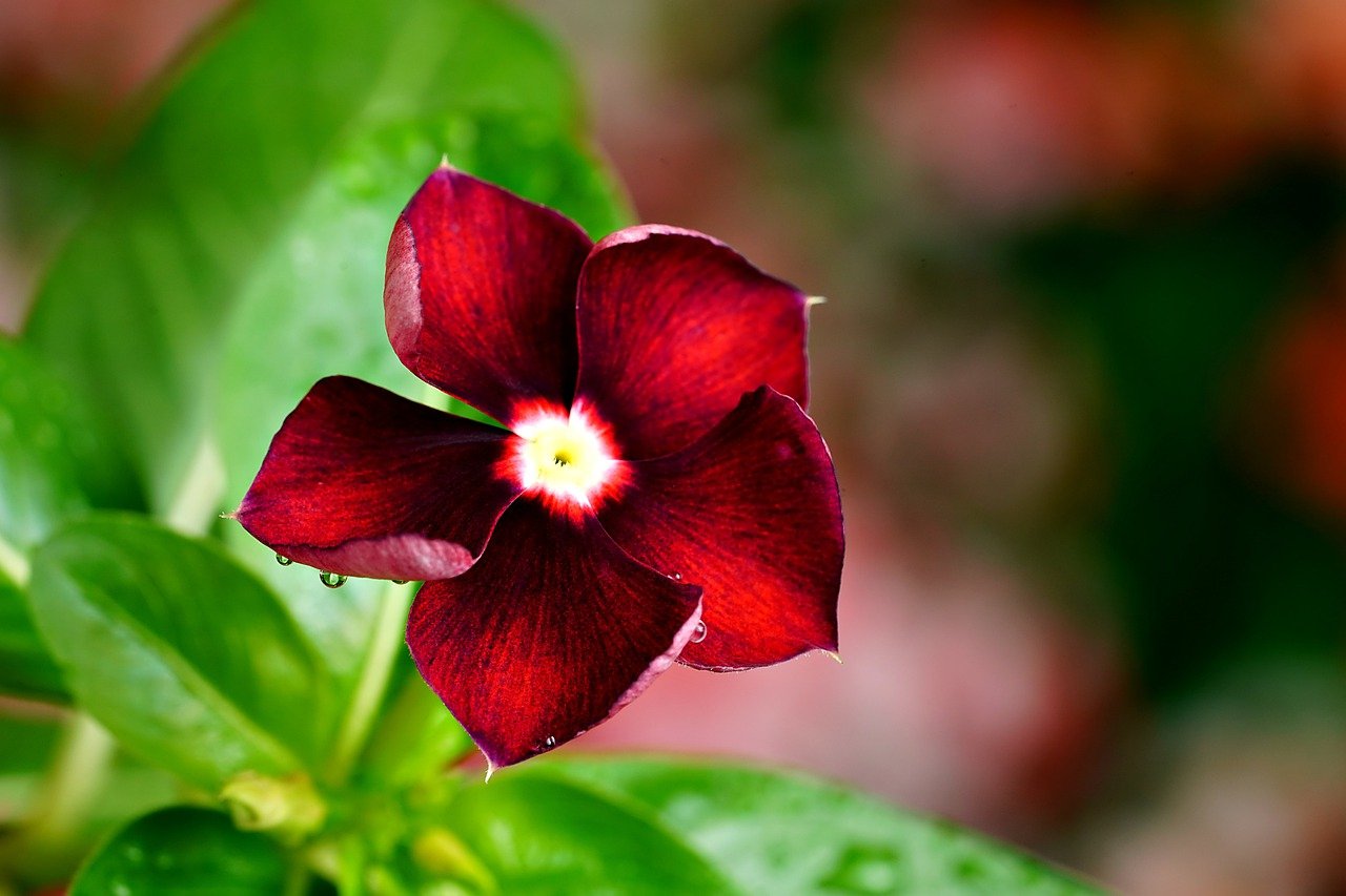 Hybrid vinca