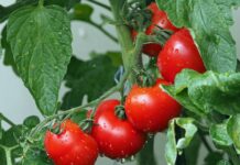 tomatoes