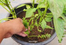 FAQS on Removing Weeds from Soil weed removing