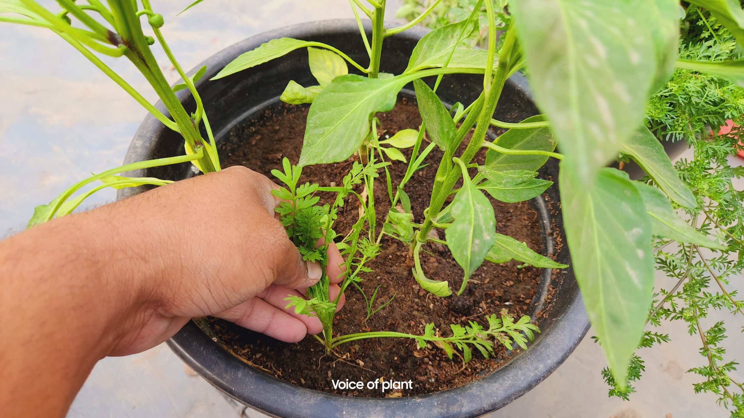 weed removing