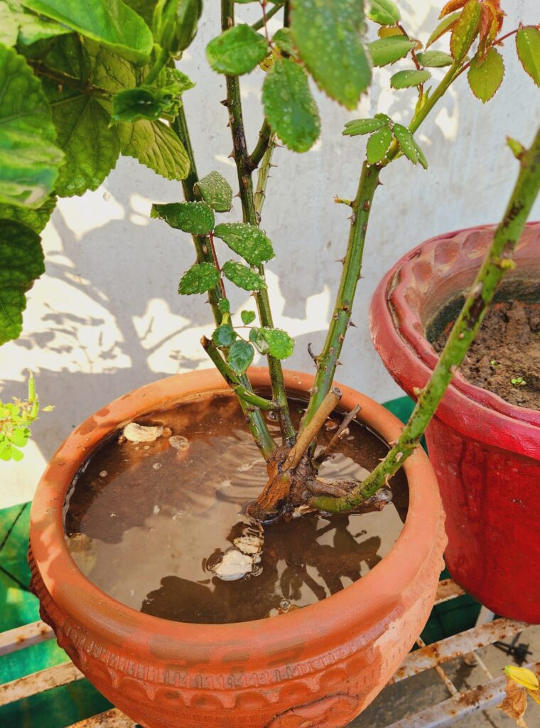 Over Watering Roses How to Care Rose Plant in Summer Season - Voice of Plant