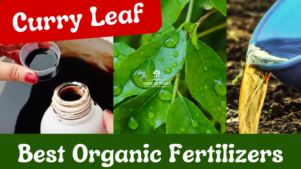 Best fertilizers for Curry leaf plant