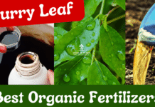 Best fertilizers for Curry leaf plant