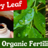 Best fertilizers for Curry leaf plant