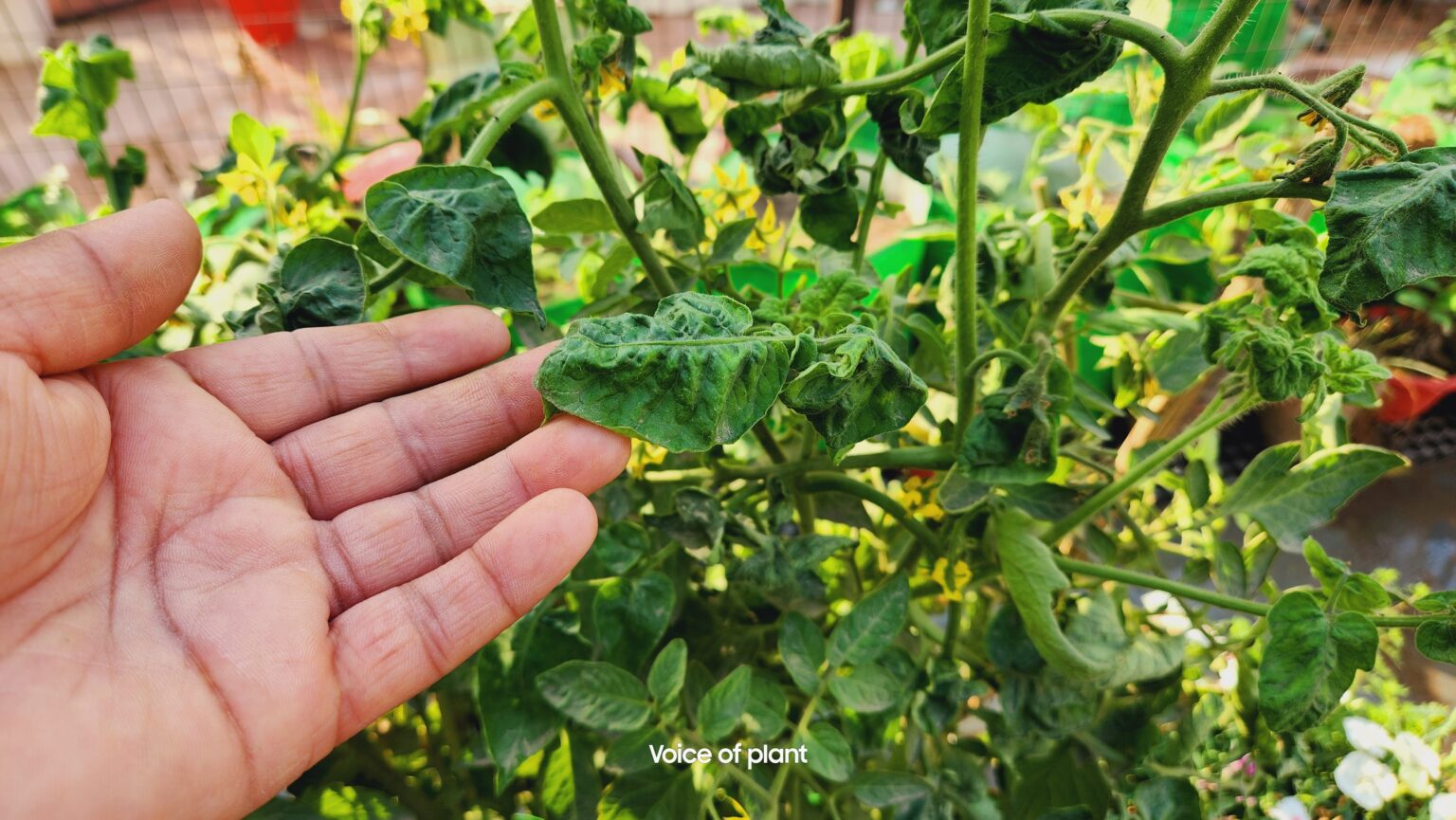 Leaf Curl in Tomato Plant - How to Treat Leaf Curl Disease? - Voice of ...