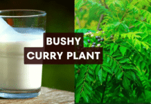 bushy curry plant