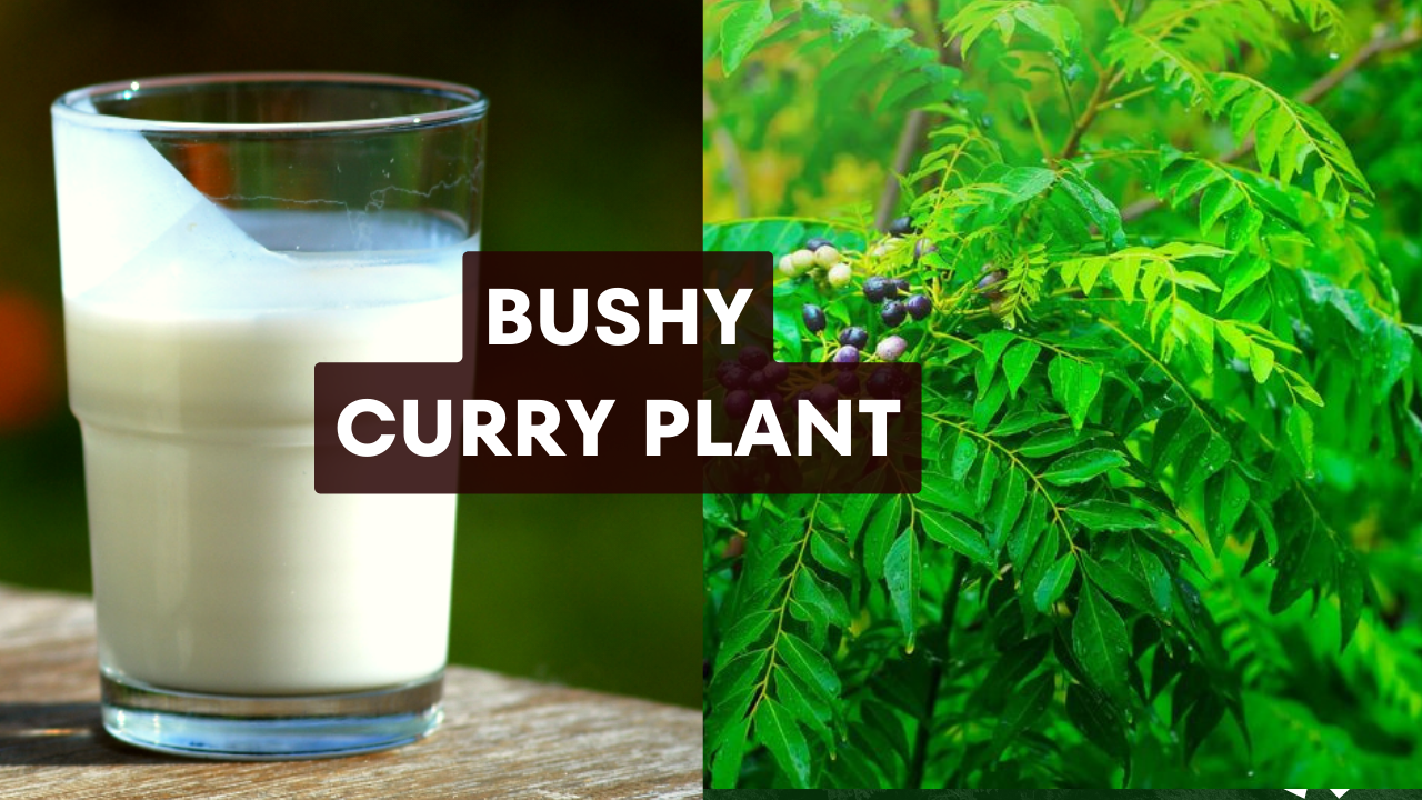 bushy curry plant