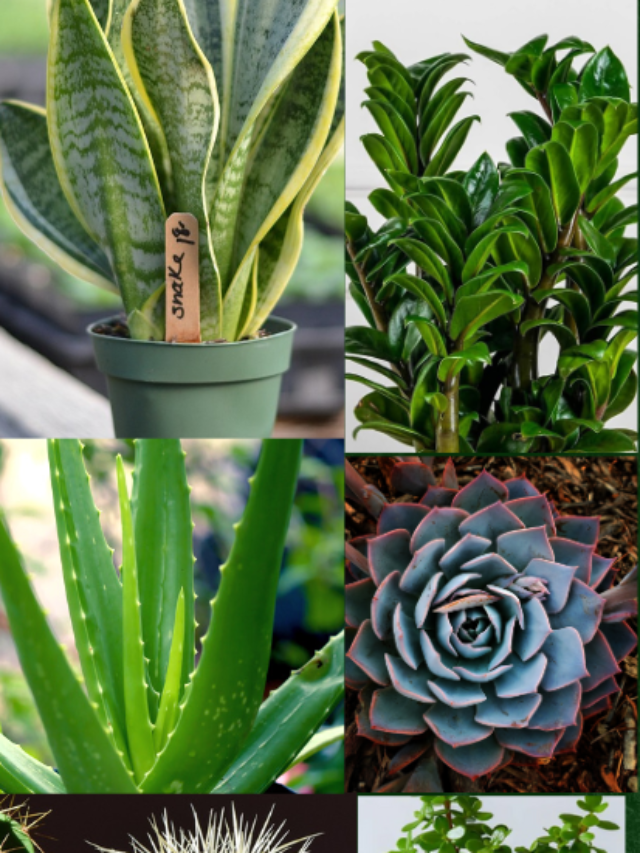 Top 10 Plants That Grow in Less Water