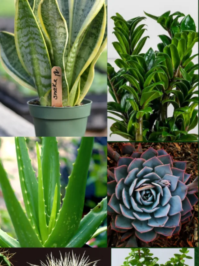 Top 10 Plants You Don’t Need to Water Every Day