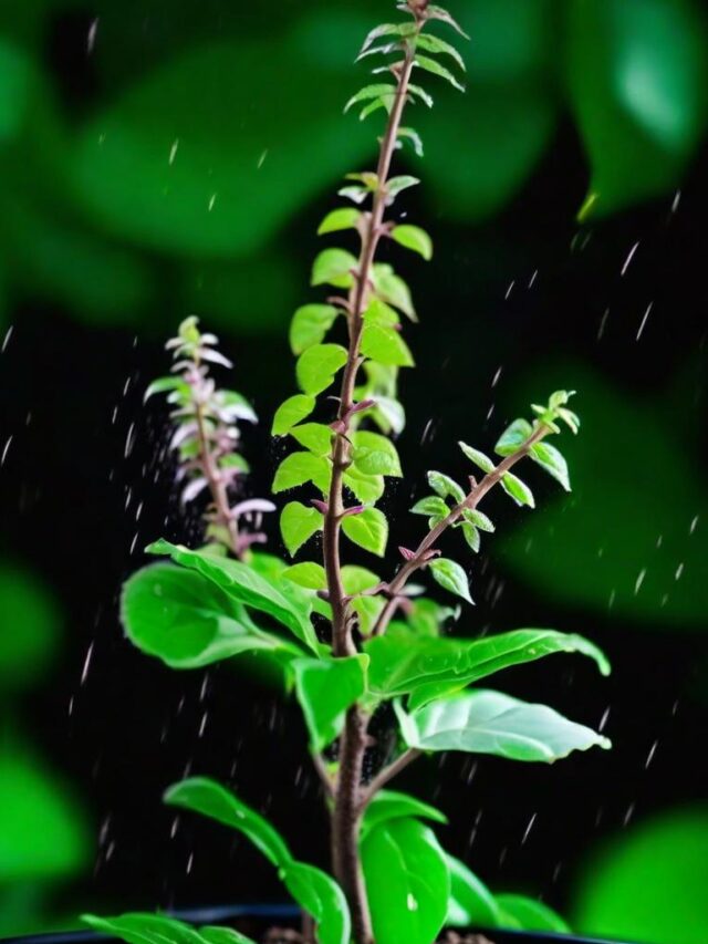 Watering Tips for  Tulsi Plant